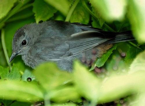 Juvenile Gray Catbird by Hal Trachtenberg is licensed under CC BY-NC 2.0